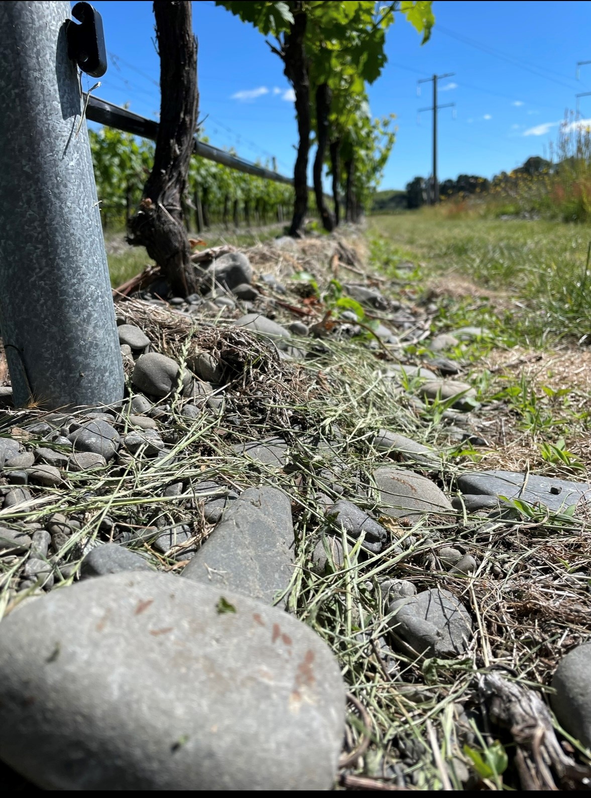 decorative GWC wine research winners 2025 image