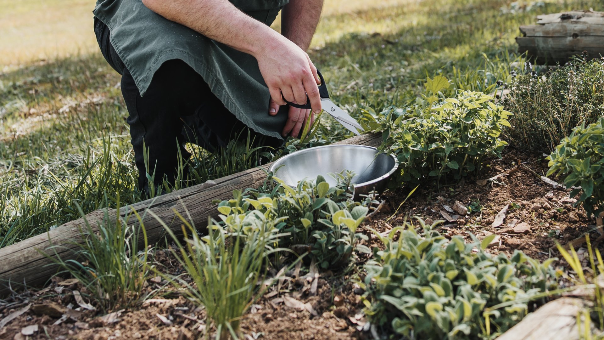 A person kneeling down with scissors to cut herbs from a kitchen garden.