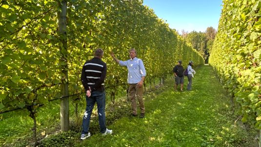 Tourism and sustainability, propagation, and grapevine virus management